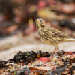 Pipit maritime dans la baie de Saint-Goustan